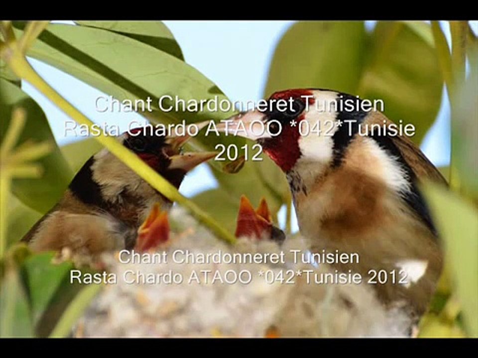 Chant Chardonneret  Rasta Chardo 2012 tunisie