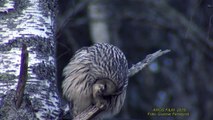 SLAGUGGLA Ural Owl  (Strix uralensis)  Klipp - 1521