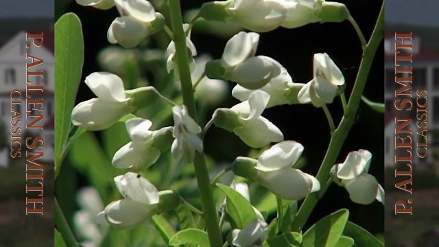 Attract Butterflies to Your Garden | Farm Raised Classics With P. Allen Smith
