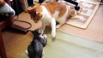 首を狙う子猫 - Kitten attacks cat's neck -