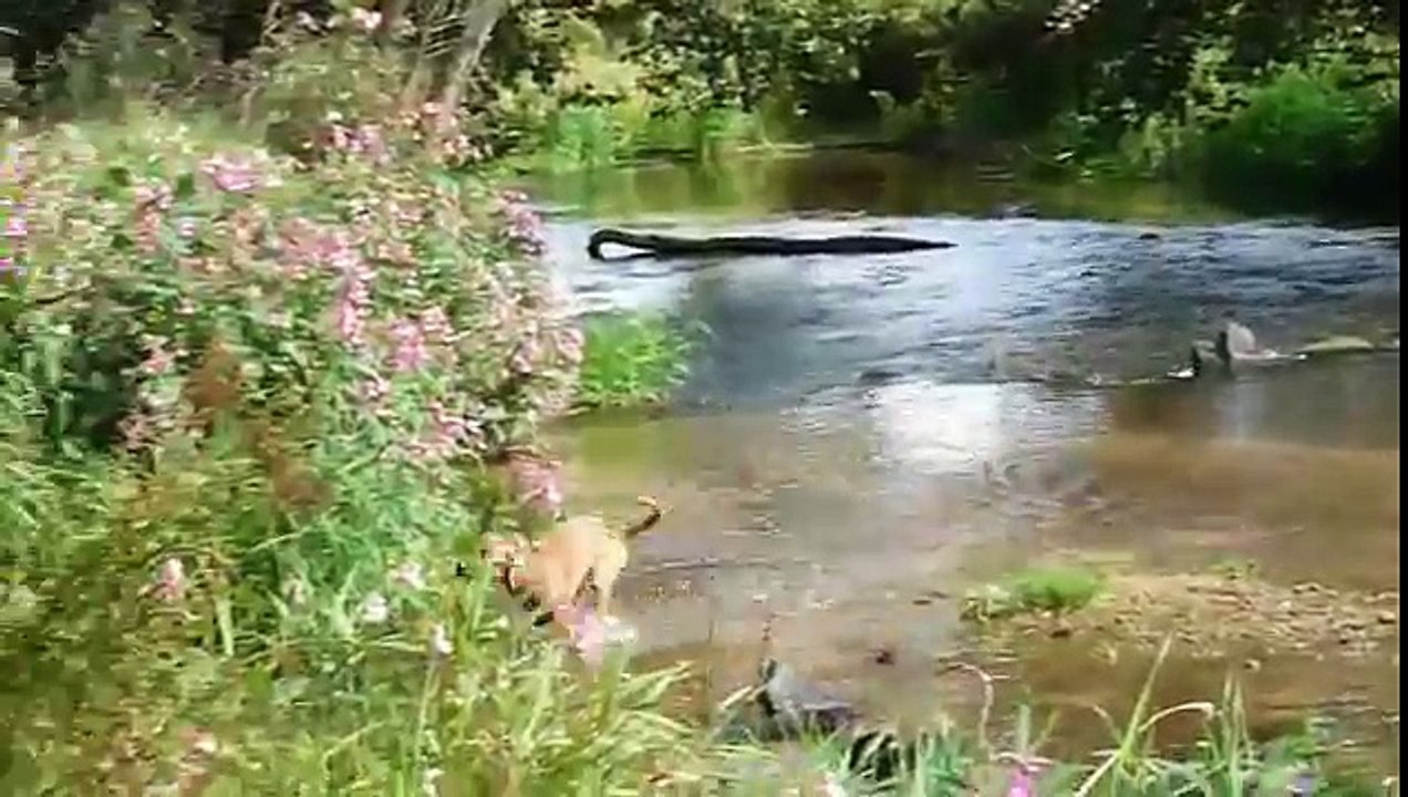 Steirische Rauhhaarbracke geht das erste Mal schwimmen
