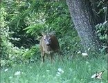 Roe deer - Capriolo - Capreolus capreolus