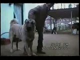 Worlds Strongest Fighter Dog [ The Kurdish Kangal ]