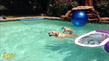 Une maman labrador aide son petit à traverser la piscine