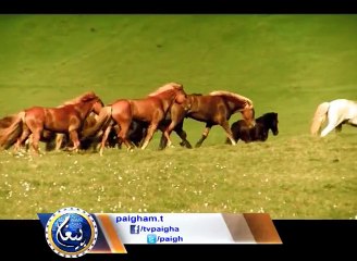Importance Of Horses In Islamic Society By Paigham TV - Must Watch