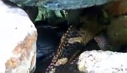 Cyphotilapia Frontosa