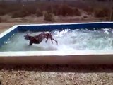 Enthusiastic dog cools off in backyard pool