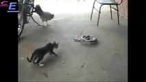 Amazing SMALL Cat Attacks Cobra SNAKE