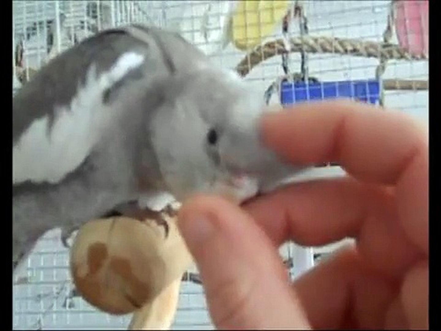 ★ ☆  I love My Cockatiel Young Playful Parakeets ☆ ★