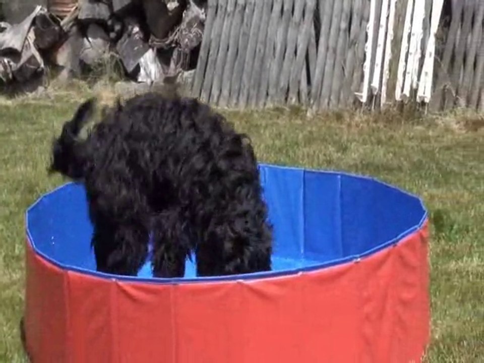 Lily dans sa piscine
