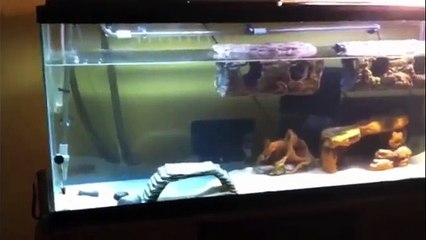 The Ultimate Softshell Turtle Tank **UPDATED**