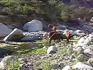 yeguas bañándose en huarasaca