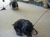17 year old senior shih tzu still playing with his toys