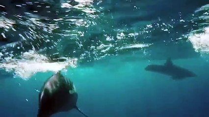 DELFINE - ENGEL UND HEILER DER MEERE (Biritz/MacIsaac) (DVD-Trailer)