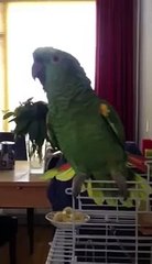 Koko aan het zingen fluiten en wat niet al