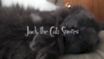Jack the Cat: Snores (ASMR, cute cat, snoring)