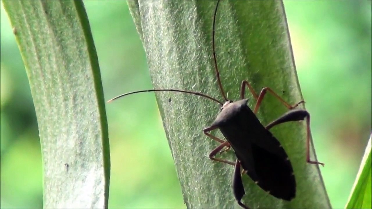 The Leaf Footed Bug (Coreidae)
