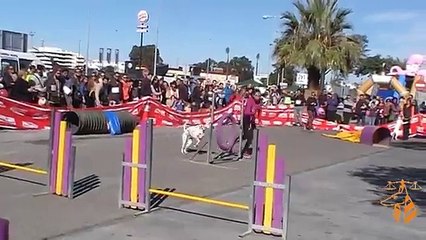 Exhibición Club Agility y Adiestramiento Canino El Almendral en San Antón 2015