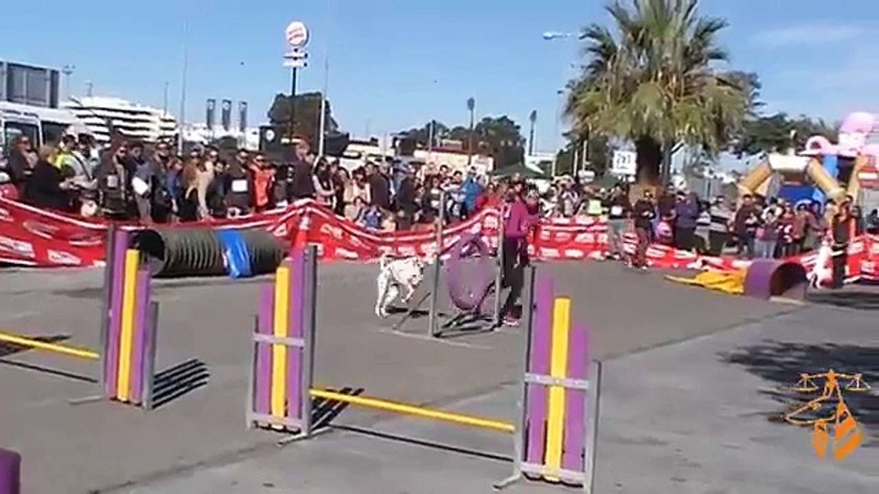 Exhibición Club Agility y Adiestramiento Canino El Almendral en San Antón 2015