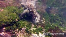 Galapagos Marine Iguana Feeding Underwater on Floreana Island