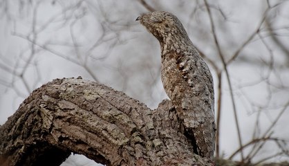 Gran potoo (Nyctibius grandis)