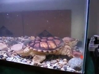 Snapping Turtle Eats Goldfish