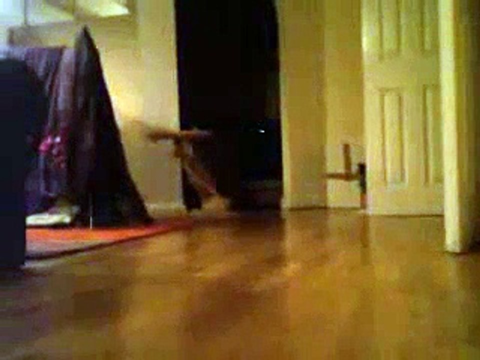 Ramone  and Sixx   play cat tag