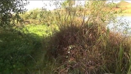 Drahthaar. Hunting with a dog.