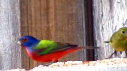 Painted Buntings Arrive for Winter