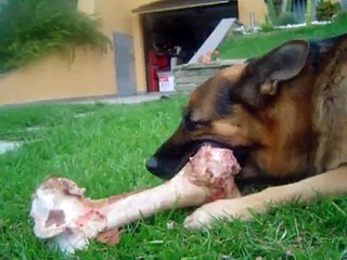 Danko the best Pastore tedesco