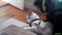 This husky does not want to go to the kennel