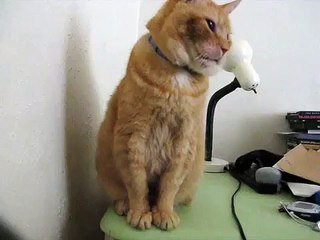 Scruffy the Cat waking me up....