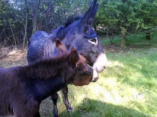 Les Ânes de la ferme de la Charmotte