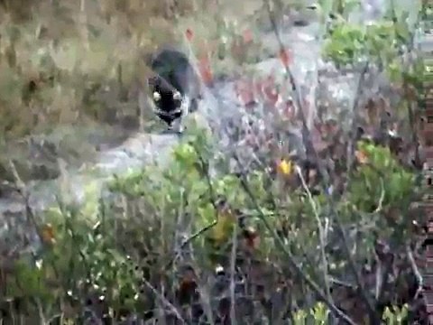 Racoons messing around