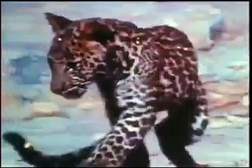 big cat  Vs King Cobra  fight