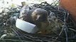 Violet Wrestles Stick, Then Paper - NYT Red Hawk Cam, Violet and Bobby