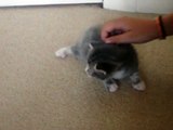 Cat carries 3-week kitten