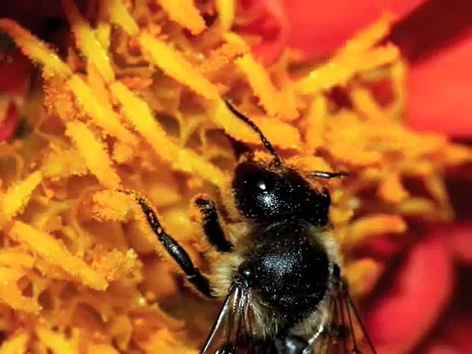 Macro Mania