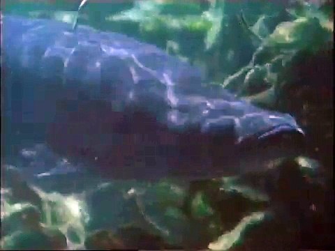 Amazon The Flooded Forest - Arapaima 1