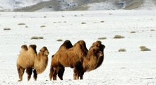 Camellos de la Bactriana (Camelus bactrianus)