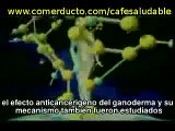 Ganoderma (Reishi) Progal BT Colombia 2