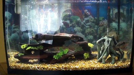 29 gallon freshwater fish tank #6