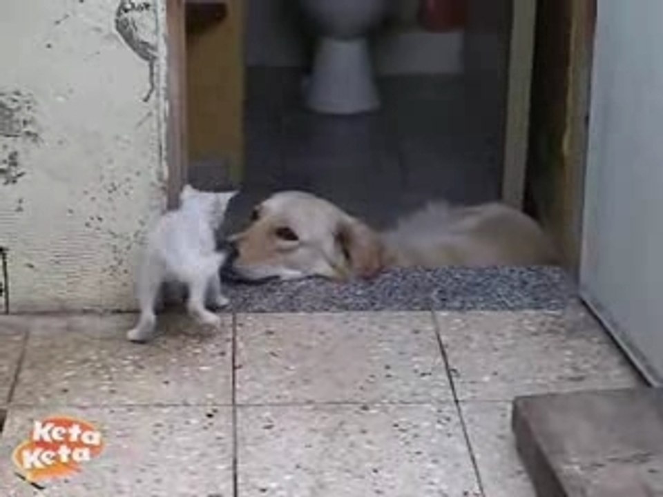 Peopel & Animals