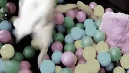 Cachorrinho feliz da vida na piscina de bolinhas