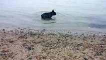 French bulldog playing in water: Seaside Slow-mo running with Cosmo the Frenchie