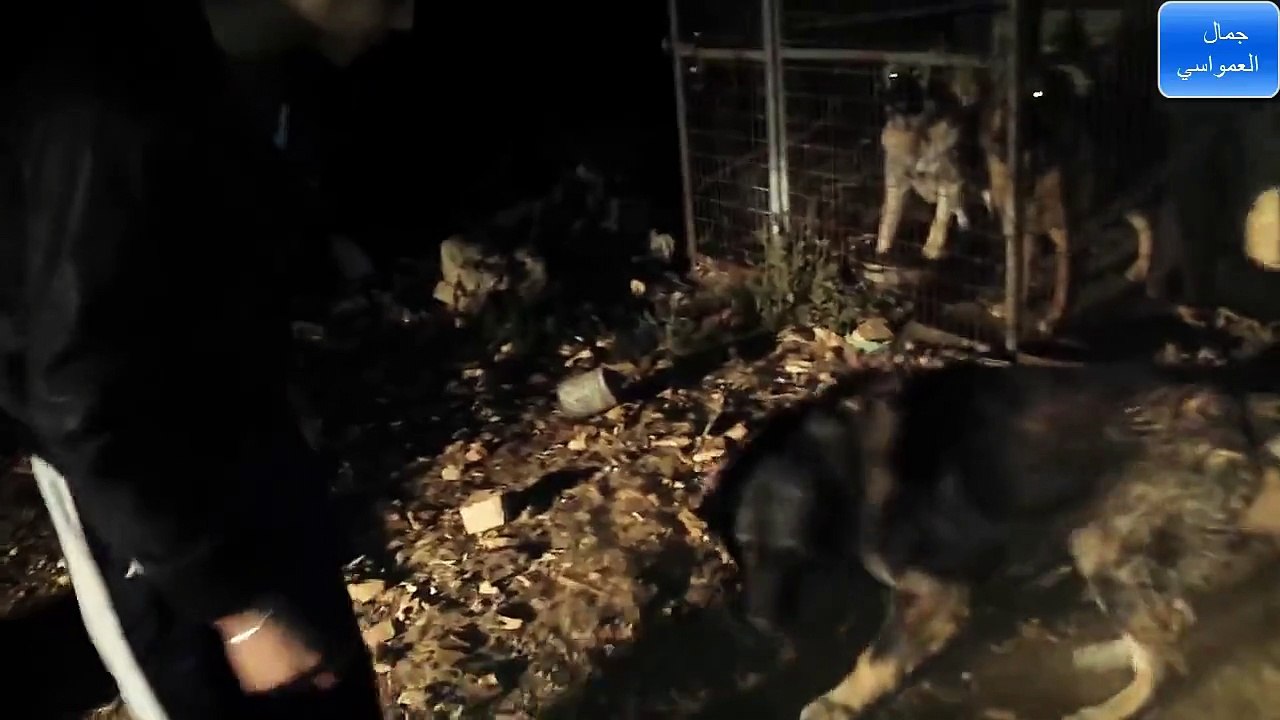 كلب راعي قوقازي شرس ولاكن ليس مع ابراهيم العمواسي مع جمال العمواسي