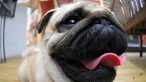 Small Dog Breed Care : How to Care for a Pug