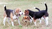 Small Dog Breed Care : How to Care for a Beagle