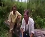 GIANT CROCODILE Discovery/Animals/Nature
