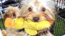 Small Dog Breed Care : How to Care for a Yorkshire Terrier